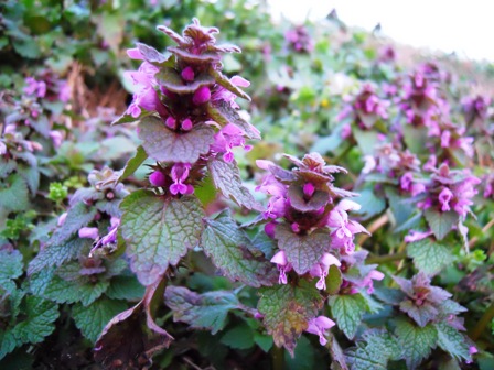 Lamium purpureum